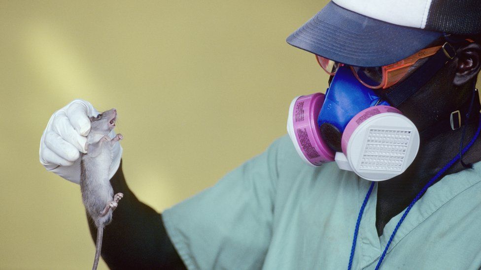 Lassa fever deaths tolls reaches 109 in 22 states 