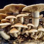 7 Health Benefits of Mushrooms: Why you should add them in your diet
