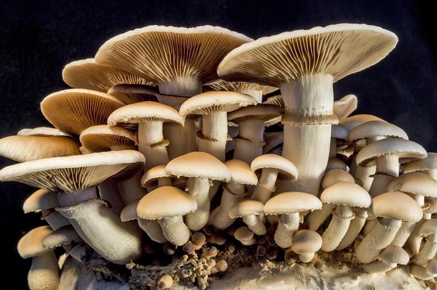 7 Health Benefits of Mushrooms: Why you should add them in your diet